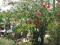 Garden of guest villa