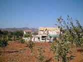 Finca with orchard